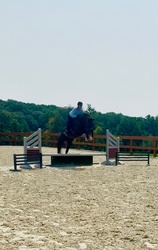 Furst Ferro Hanoverian Hunter photo 3