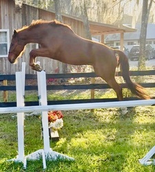 Am Special Darco Belgian Warmblood Hunter photo 1