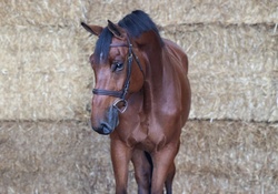 hunter Dutch Warmblood Hunter photo 3