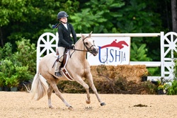Smoked Short Stack Welsh Pony Hunter photo 6