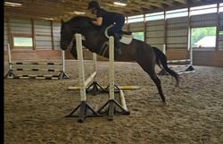 Fifi Warmblood Hunter photo 1