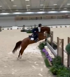 ORLANDO Dutch Warmblood Hunter photo 2