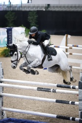 Berlin Zangersheide Jumper photo 4
