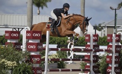 ORLANDO Dutch Warmblood Hunter photo 1
