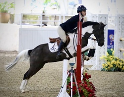 Naponyon Chincoteague Jumper photo 5