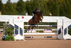 Nox Blue Van De Hertogen Belgian Warmblood Jumper photo 3