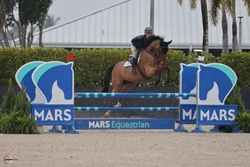 “Ranger” Warmblood Jumper photo 4