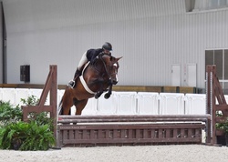 Adore Me Dutch Warmblood Hunter photo 2