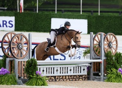 Highlight German Riding Pony Hunter photo 3
