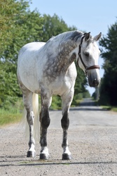 Concorde 76 Warmblood Jumper photo 1