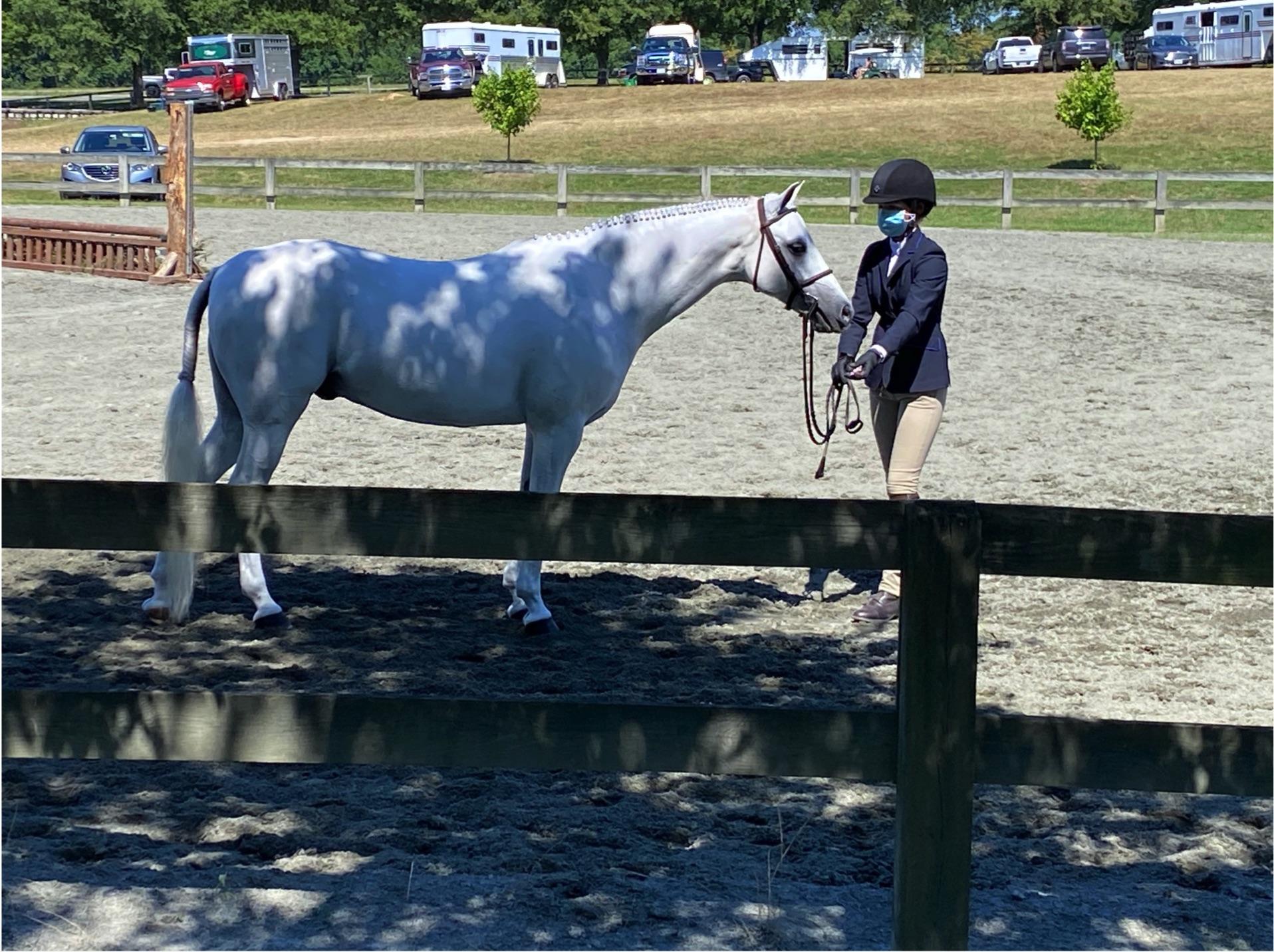 Farnley Marathon Welsh Pony Hunter