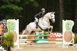 New Years GA Dutch Warmblood Hunter photo 1