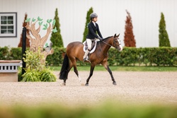 Arnaby Oberon Welsh Cob Hunter photo 1