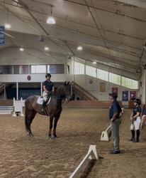 CMS Lowkey Holsteiner Equitation photo 4