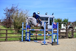 Chicaro S Warmblood Jumper photo 4