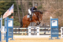 Conte Bellini Warmblood Jumper photo 6