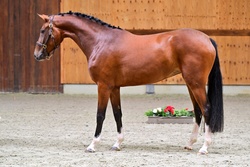Amyta Warmblood Jumper photo 3