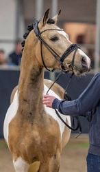Barbie Dreamhorse Alert! German Riding Pony Hunter photo 4