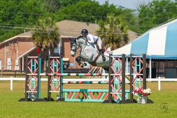 Caymus Argentinian Warmblood Jumper photo 5