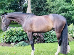 Legato Holsteiner Jumper photo 2