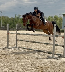 Quarter Sinclaire Hanoverian Jumper photo 3