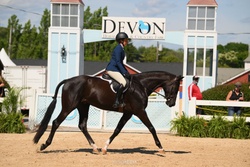 Furst Ferro Hanoverian Hunter photo 1