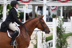 Right Now German Warmblood Hunter photo 6