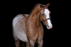 Ziggy Other Breed Hunter photo 1