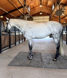Perlbritta MG Dutch Warmblood Jumper photo 5