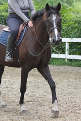 CMS Inked Warmblood Hunter photo 3