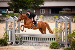 Right Now German Warmblood Hunter photo 1