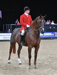 Whixall's Candy Boy Irish Sport Horse Jumper photo 4