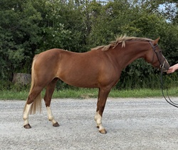 Golden Dream PF German Riding Pony Hunter photo 3