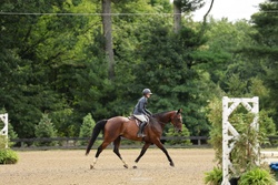 CMS Think Big Warmblood Hunter photo 3
