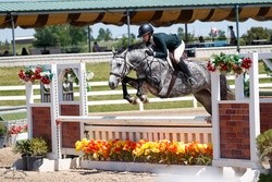 Chasing Indigo "Indy" Belgian Warmblood Hunter photo 1