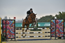 Take off Van’t Meulenhof Belgian Warmblood Equitation photo 2