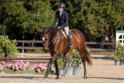Tremendous Hanoverian Hunter photo 4