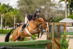 Petit Ami Selle Francais Hunter photo 2
