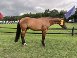 CMS Cruise Control Warmblood Hunter photo 5