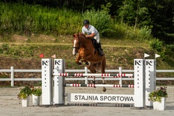 Pjotter Dutch Warmblood Jumper photo 3
