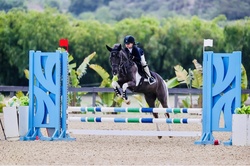 Naponyon Chincoteague Jumper photo 6
