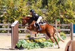 Coach Welsh Pony Hunter photo 2