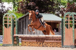 Dwyer Hanoverian Hunter photo 3