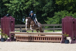 Cane Creek's Oopsie Daisy Welsh Cross Hunter photo 5