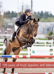 Chennai Z Warmblood Jumper photo 3