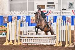 Al Dente Warmblood Hunter photo 2