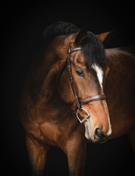 Monaco Dutch Warmblood Equitation photo 9