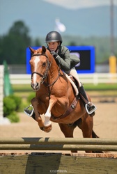Straight Shooter Welsh Pony Hunter photo 4