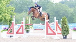 VDL Ironic Dutch Warmblood Jumper photo 7