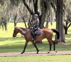 Duchess Argentinian Warmblood Jumper photo 2